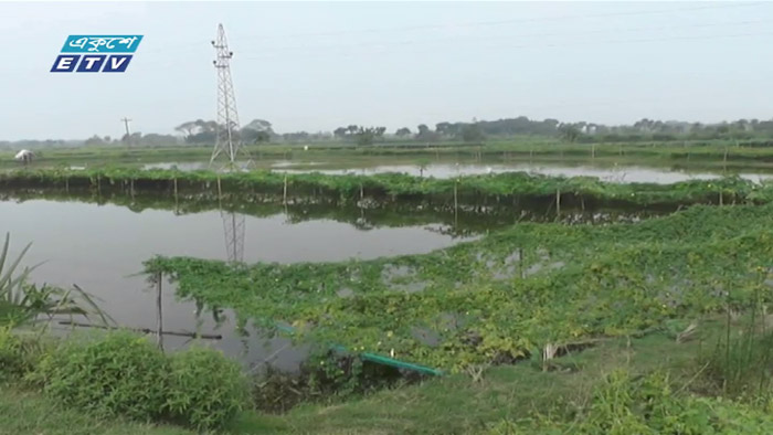 সাতক্ষীরায় মাছের ঘের ও পুকুর পাড়ে সবজি চাষ (ভিডিও)